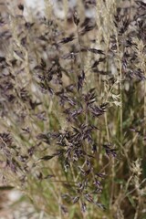 Poaceae