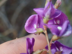Faboideae