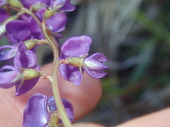 Faboideae