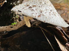 Leucocoprinus cepistipes