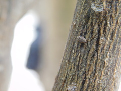 Araecerus