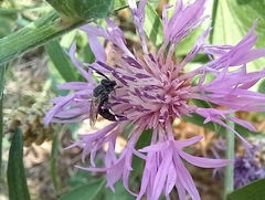 Anthophila