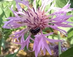 Anthophila