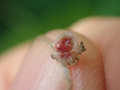 Ceroplastes