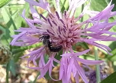 Anthophila