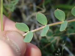 Faboideae