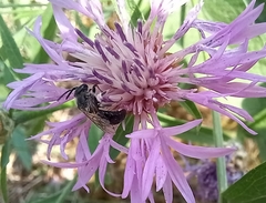 Anthophila