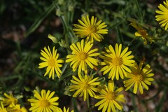 Osteospermum microcarpum