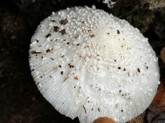 Leucocoprinus cepistipes