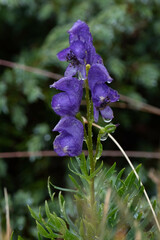 Aconitum tauricum