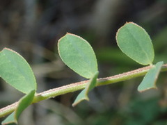 Faboideae
