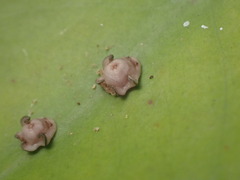 Ceroplastes