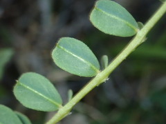 Faboideae
