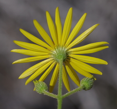 Osteospermum microcarpum
