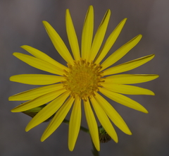 Osteospermum microcarpum