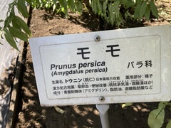 Prunus persica