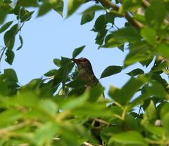 Turdus iliacus