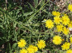 Osteospermum microcarpum