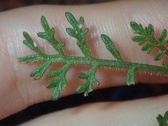 Carrichtera annua