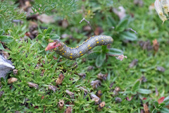 Lycia alpina