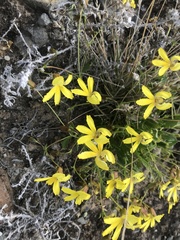 Goodenia arguta