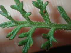 Carrichtera annua