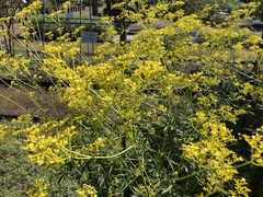 Patrinia scabiosifolia
