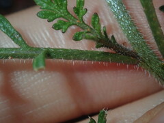 Carrichtera annua