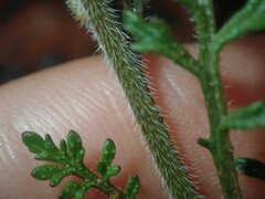 Carrichtera annua