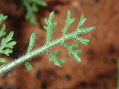 Carrichtera annua