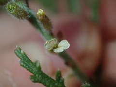 Carrichtera annua