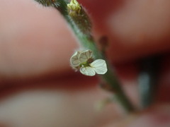 Carrichtera annua