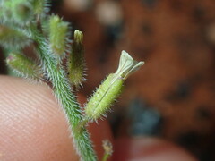 Carrichtera annua