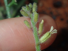 Carrichtera annua