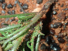 Carrichtera annua
