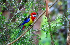 Platycercus eximius