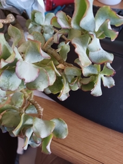 Crassula arborescens undulatifolia