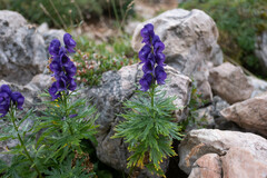 Aconitum tauricum