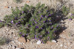 Aptosimum spinescens