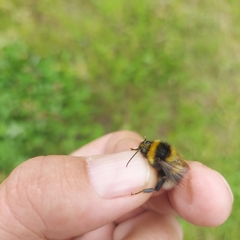 Bombus hortorum