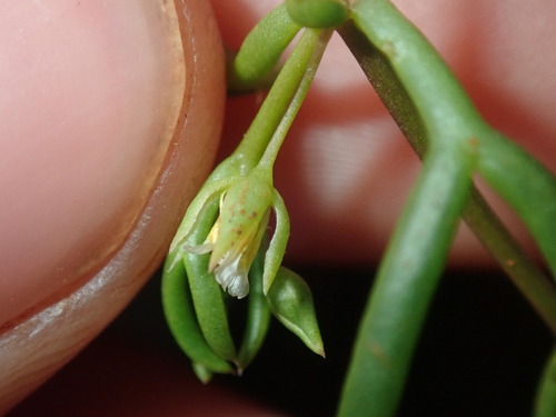 Image of Roepera eremaea by (c) Thomas Mesaglio, some rights reserved (CC BY)