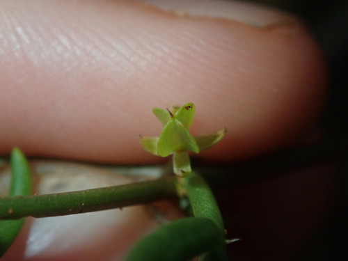 Image of Climbing Twinleaf (Roepera eremaea) by (c) Thomas Mesaglio, some rights reserved (CC BY)