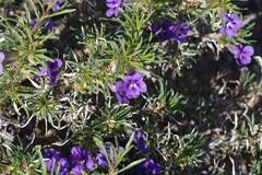 Aptosimum spinescens