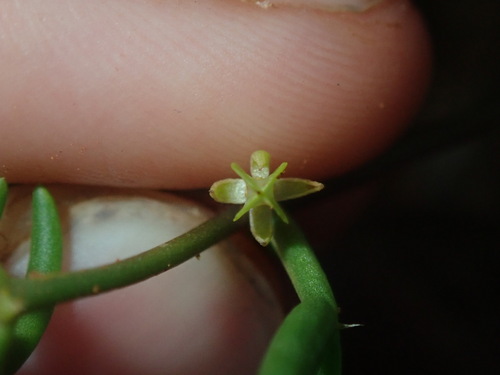 Image of Roepera eremaea by (c) Thomas Mesaglio, some rights reserved (CC BY)