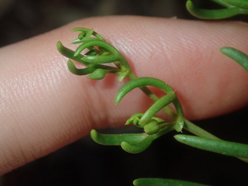 Image of Roepera eremaea by (c) Thomas Mesaglio, some rights reserved (CC BY)