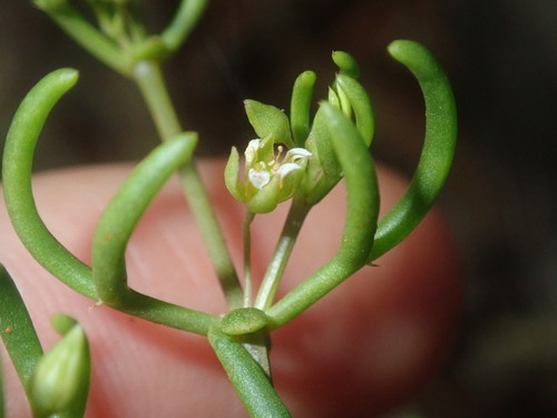 Roepera eremaea (Roepera eremaea)