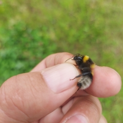 Bombus hortorum