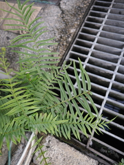 Pteris vittata