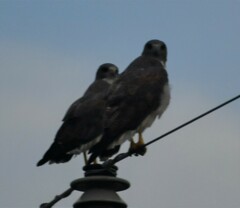 Geranoaetus albicaudatus