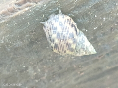 Laevistrombus canarium